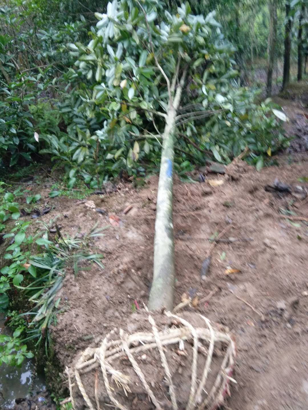 ЦС硢ѿ硢1-15֘Ц