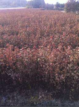 Сl(f)rһС硢60֗