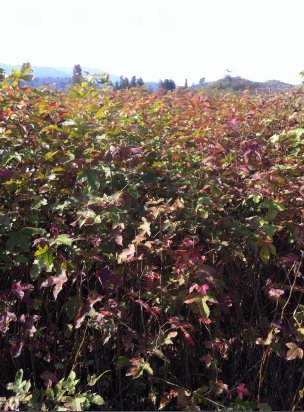 С硢2ꡢ1֡2֡3ľľ