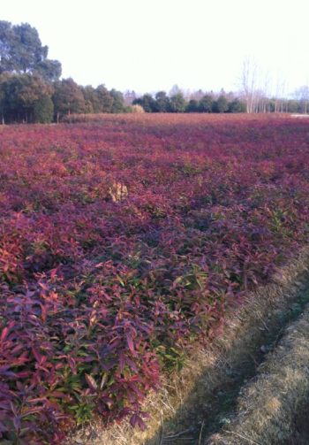 ľС硢ľѿ.СľlN