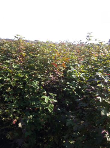 С硢60֡0.4ִ֕ľϢ