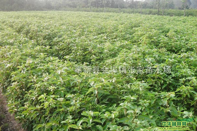 ľС硢С硢ӢС硢һС