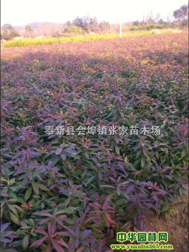 ľС硢ӢС~(sh)N΢L(fng)ľľ