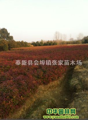 紲С硢ľС硢С硢һ|С硢G