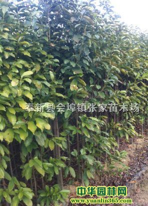 7ɽЦ8ɽЦ9ɽЦ