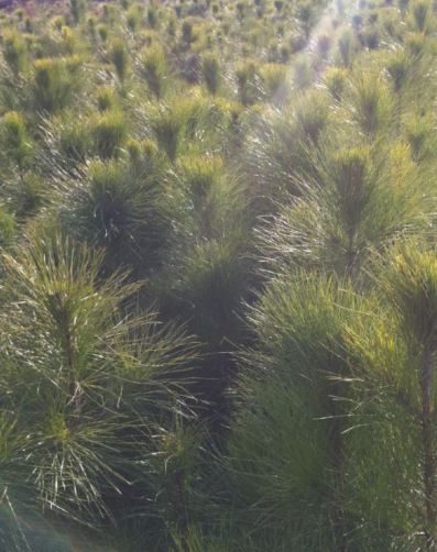 С1֡234֝