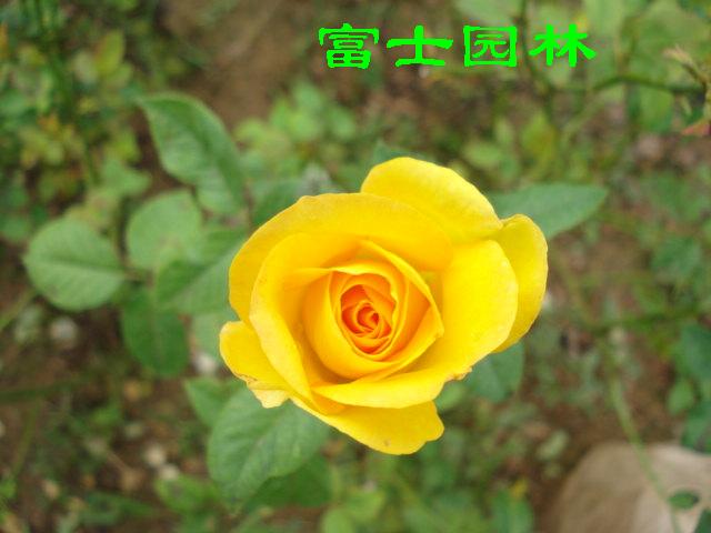 Gľ-tñ-Sñ-S--ƷN¼ľ