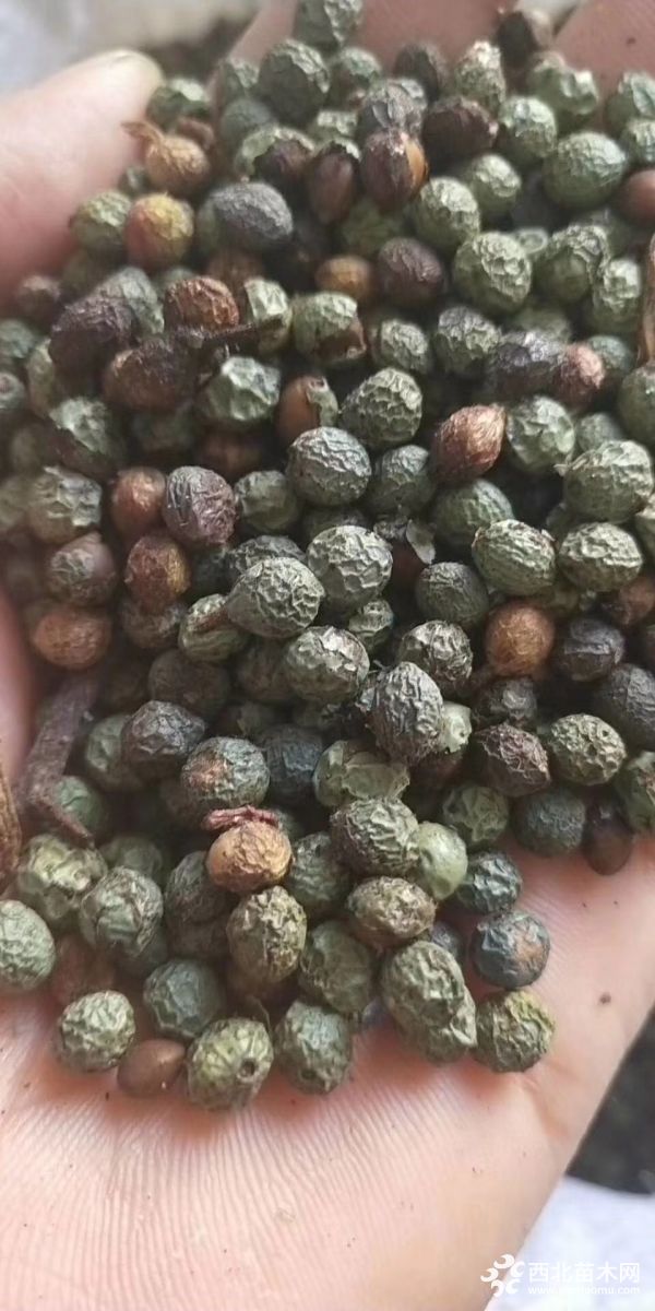 SBľNӡSBľС硢SBľNֲ