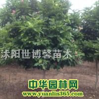 Ϛg䡢ͩ𻨡S𻱡Ϟyӡm