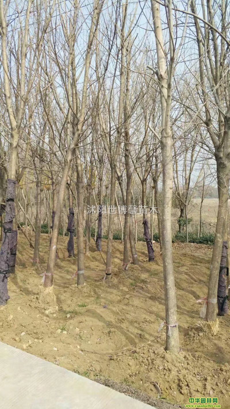 Ϟ˽ǽP񡢴zġļ~ҡ㡢Ц