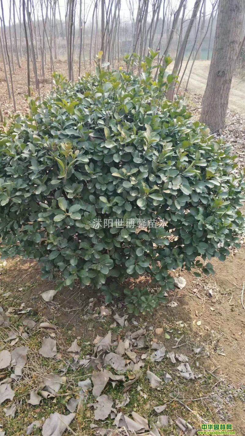 С硢򡢼t~ʯ򡢺ͩС~Ůؑ򡢼tľ