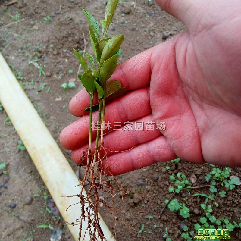 (chng)ֱN(xio)С硢ָ̼޽ľѿ硢̹(sh)