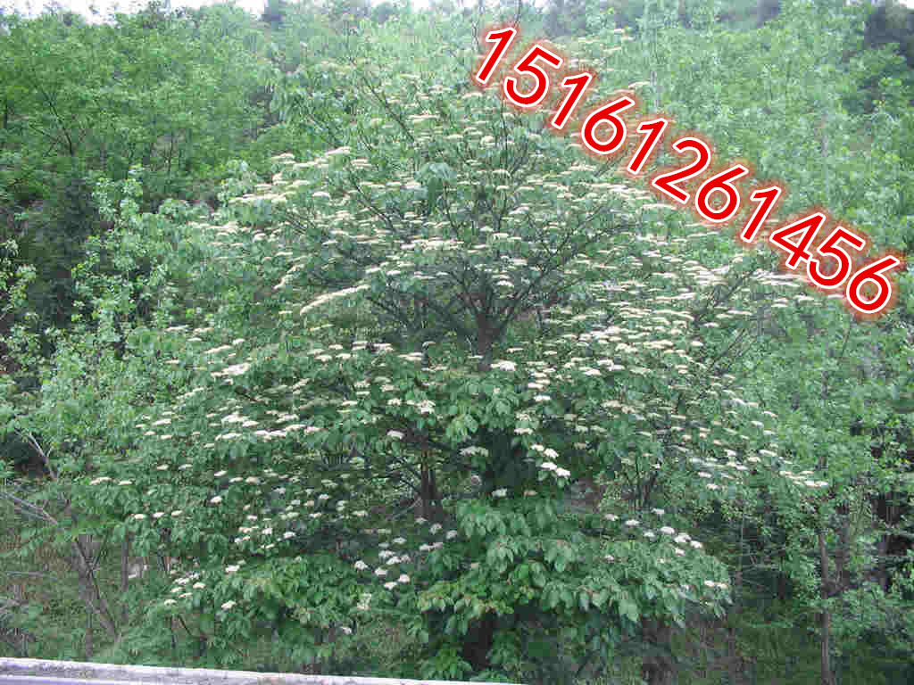 _oSBľꡢ~ޱ