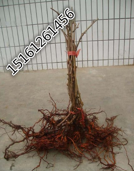 J硢t~ɽëұҡt~ҡҺˡ~÷