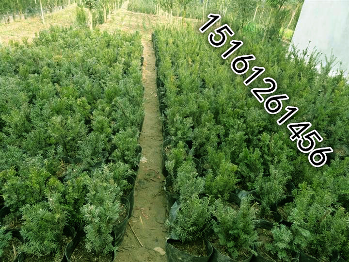 ؁tɼtɼNӡtɼС֦ltɼ辰