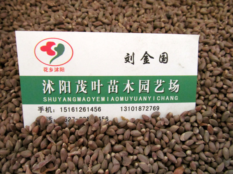 طNӡ~ŮؑС~ŮؑVmmѻѩ