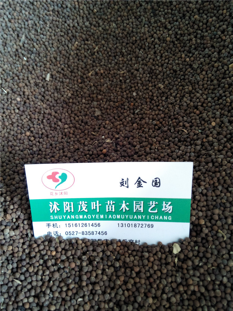 NӡSNӡSNӡSNӡľշN