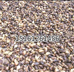 ޲׷NӡߵݷNӡNӡNӡͲ˷N