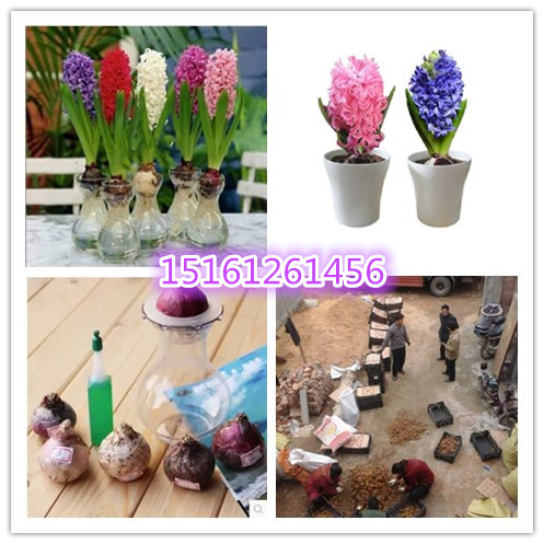 L(fng)ӷNN򡢰ٺϡˮʯN