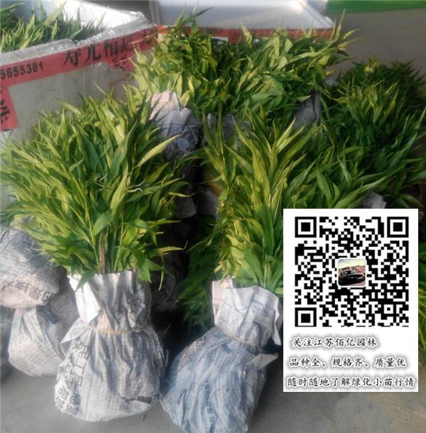 ëѿ硢~ѿ硢ɽmѿ硢ѿ