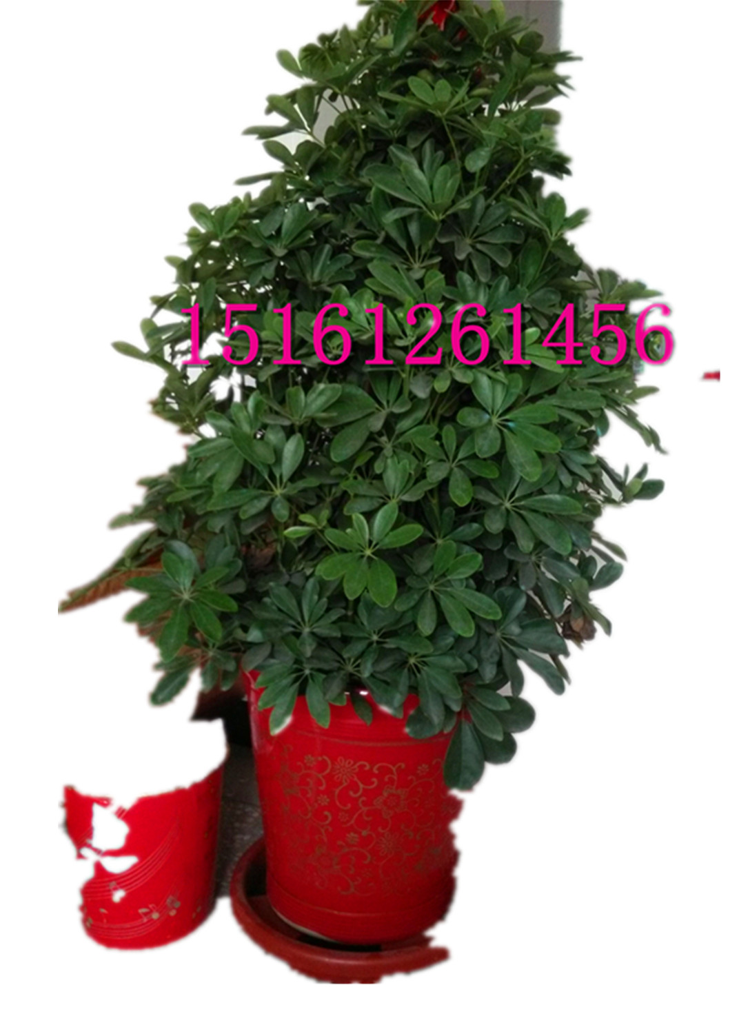 _ľԡpӰlؔҸξG}