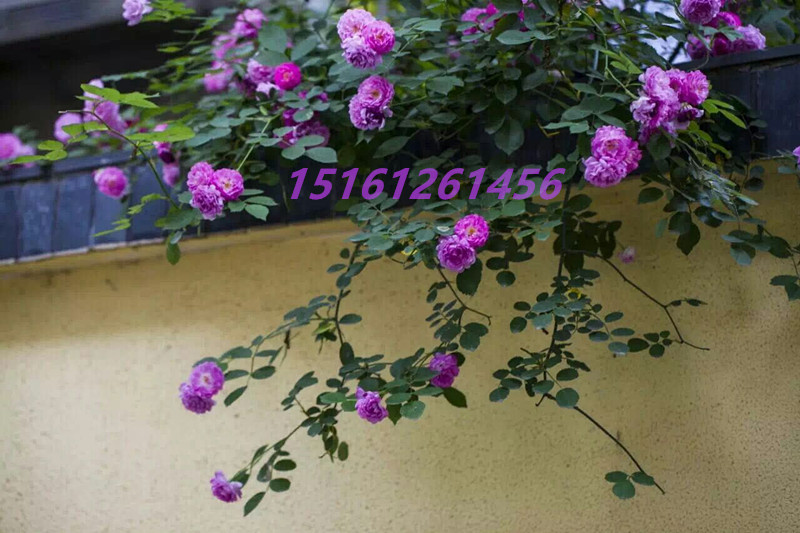 ϼt÷׻Nޱɽ