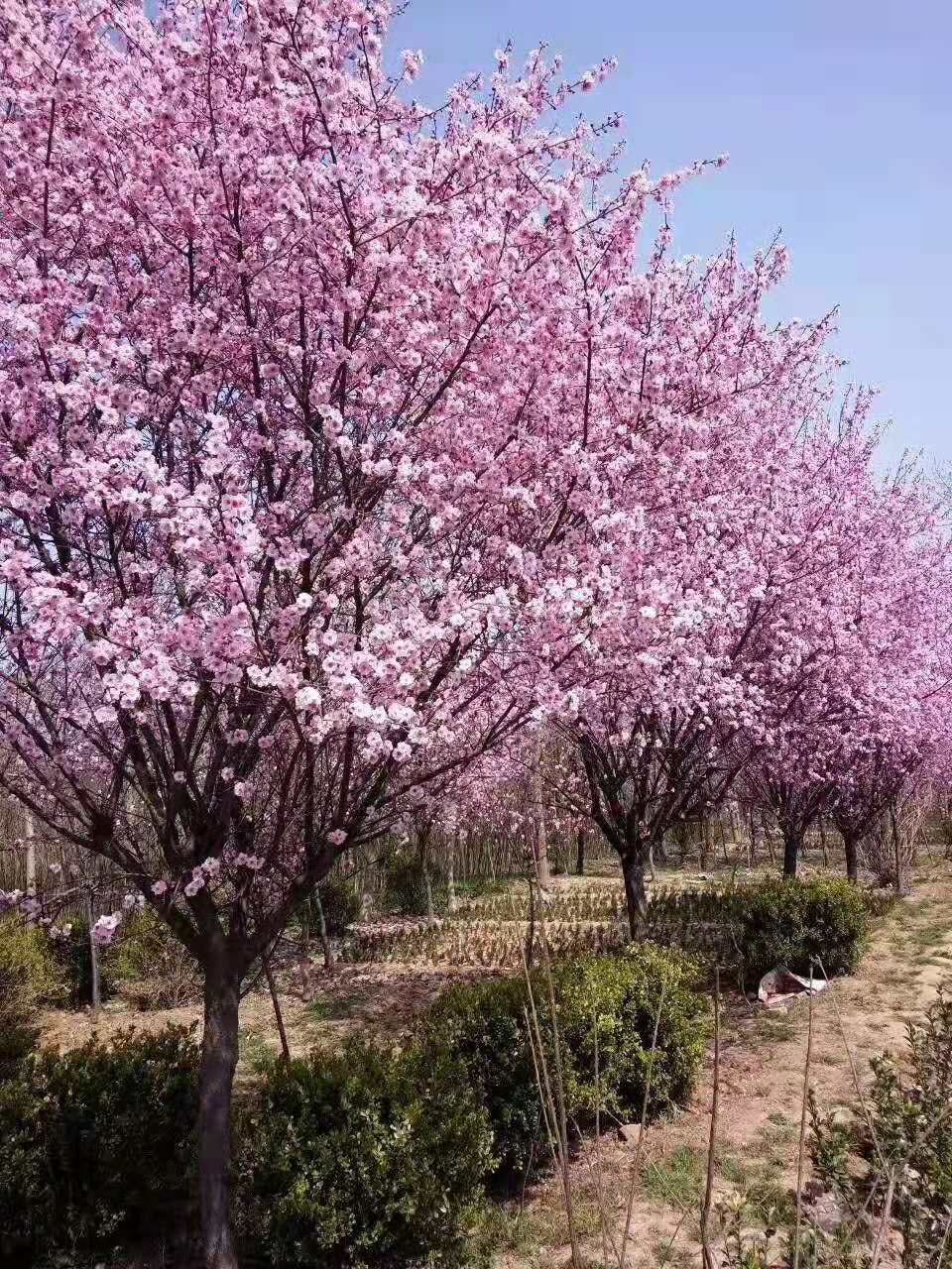 ʮ־Ʒ~÷~÷~÷С硢~÷