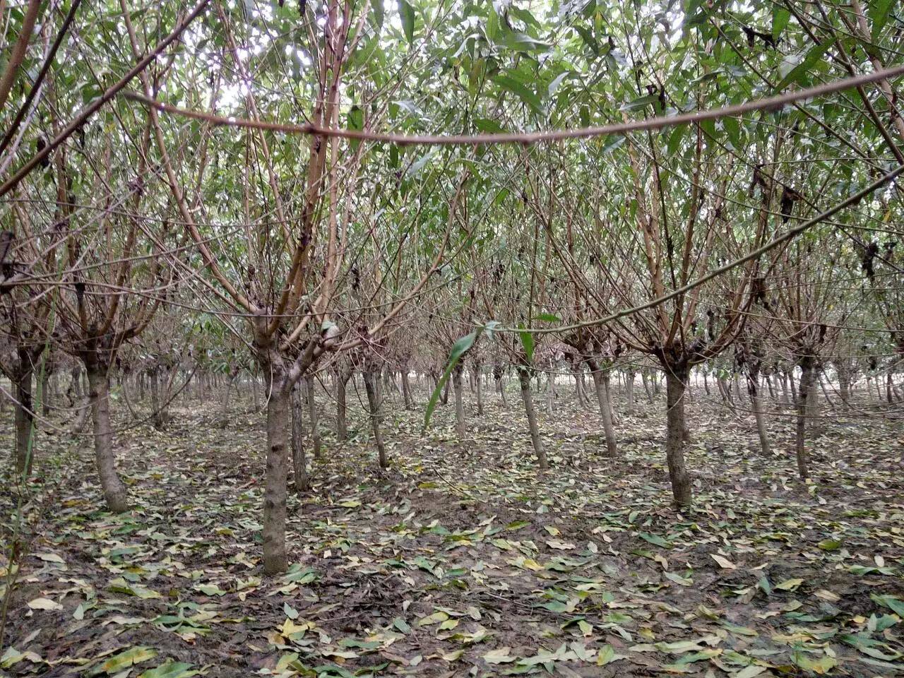 2ּt~3ּt~4ּt~5ּt~