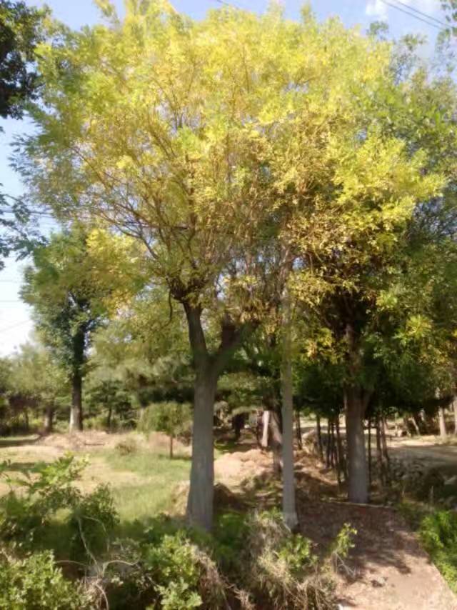 ɽ|40ֽ֦50ֽ֦ɽ|60ֽ֦