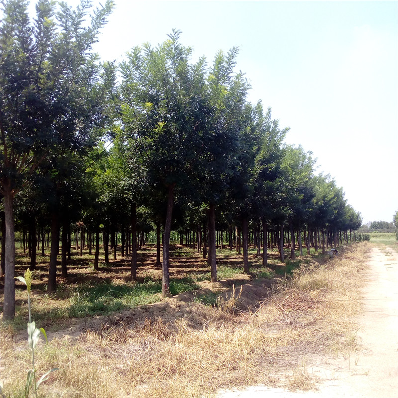 ɽ|̩20־Ʒ(gu)Ј(chng)酲(gu)