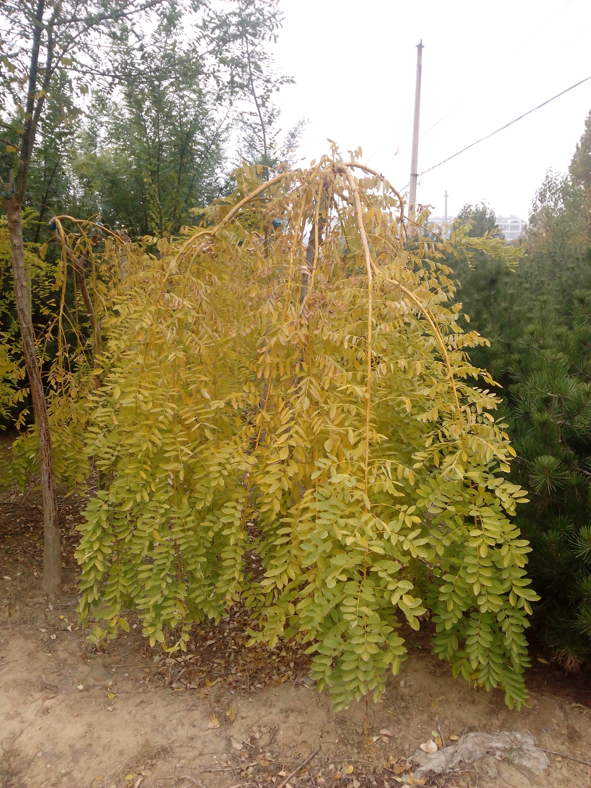 3ֽ֦4ֽ֦5ֽ֦6ֽ֦