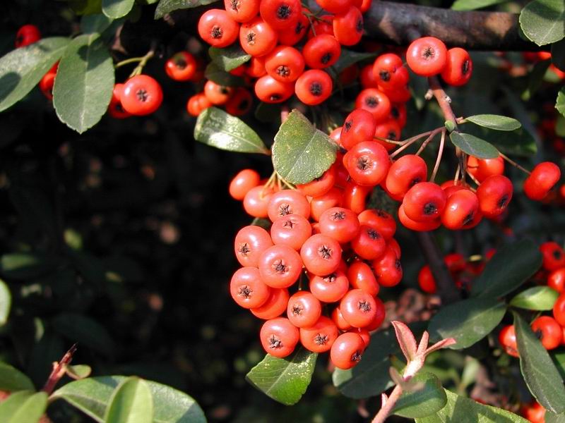 𼬡dӻzҡ\㡢Y(ji)Ȼľ