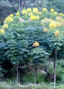 楓葉園林綠化苗木場