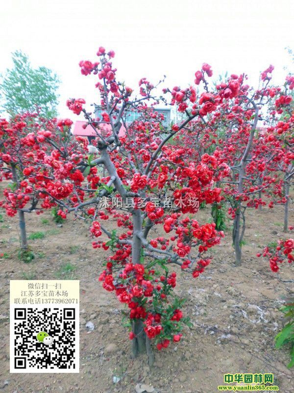 201770ֹڷNăr80ֹڷNĈr