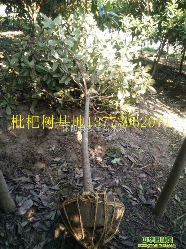 2017؏4˘r65ԪһÈrخa؈DƬ