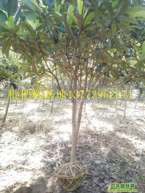 2017؏8˘r300ԪһÈrخa؈DƬ