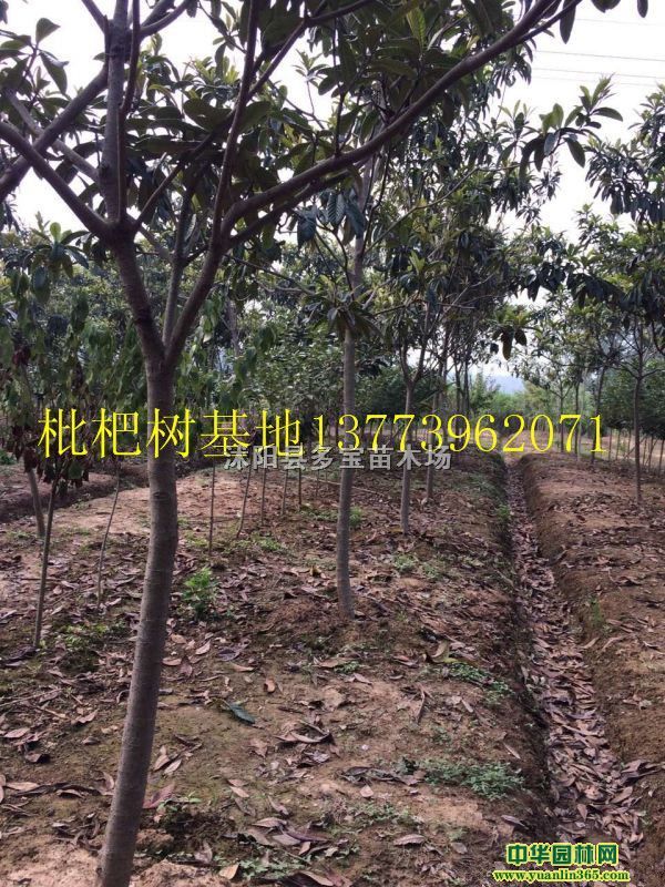 2017؏12˘r1000ԪһÈr؈DƬ