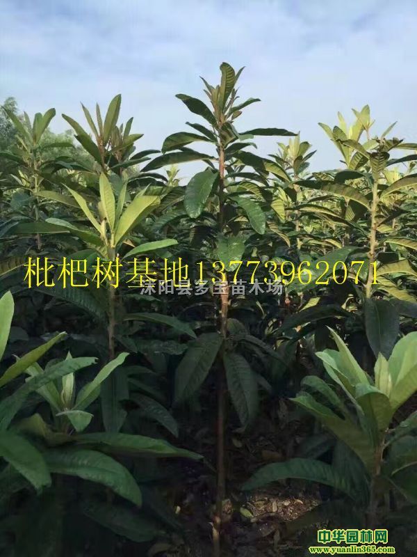 2017؏1˘r5ԪһÈrخa؈DƬ