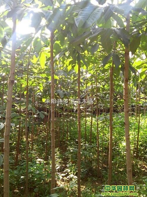 2017׏12~Сľrr~؈DƬa