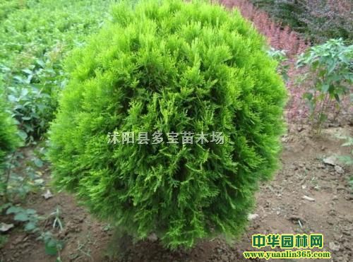 201750׸߶ȞСr50ֹڷr؈DƬ