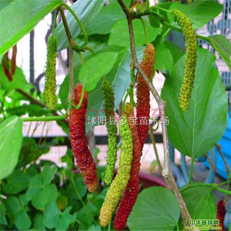 20176ɣr12ɣr200ԪDƬ