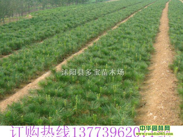 2017؏15ֺɘr15ֺɘrɈDƬ