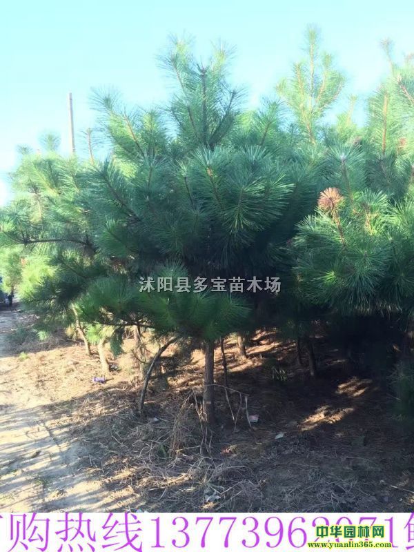 2017؏8ֺɘr8ֺɘrɈDƬ