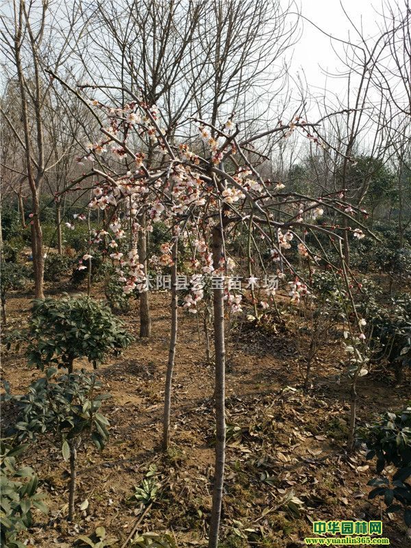 20177ִ÷r7ִ÷r÷DƬ÷Nֲ