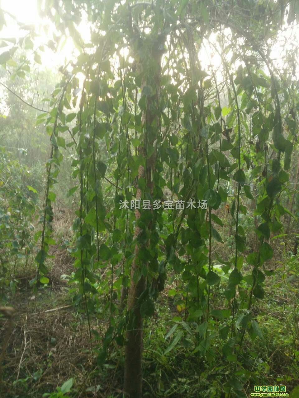 20178ִ÷r8ִ÷r÷DƬ÷Nֲ