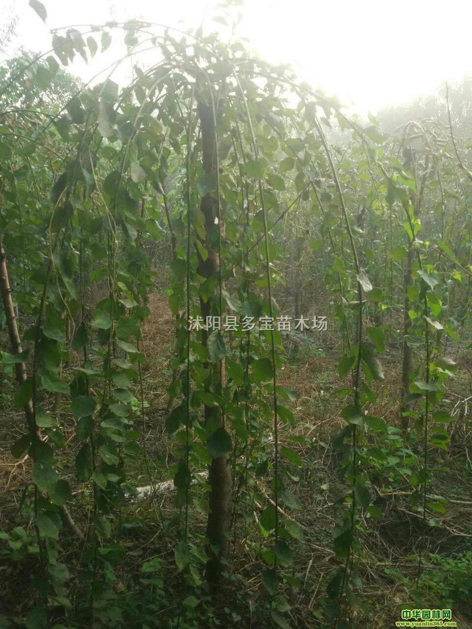 20172ִ÷r2ִ÷r÷DƬ÷Nֲ