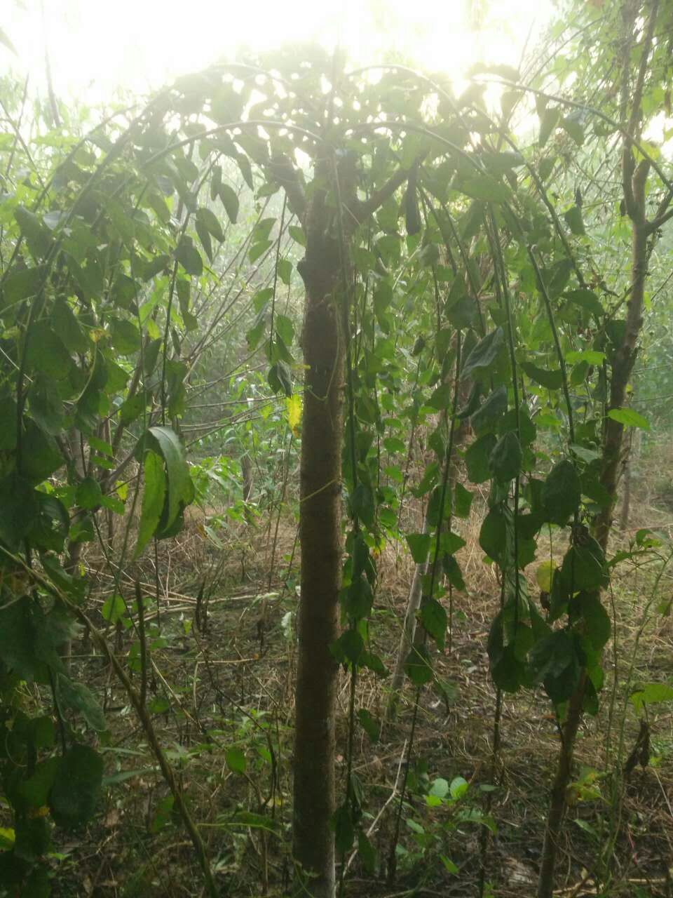 20175ִ÷r3ִ÷r÷DƬ÷Nֲ