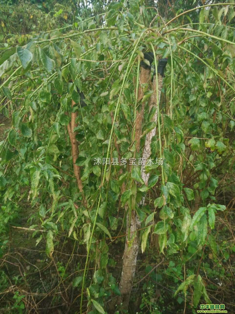 20176ִ÷r(ji)6ִ÷(bo)r(ji)÷DƬ÷Nֲ