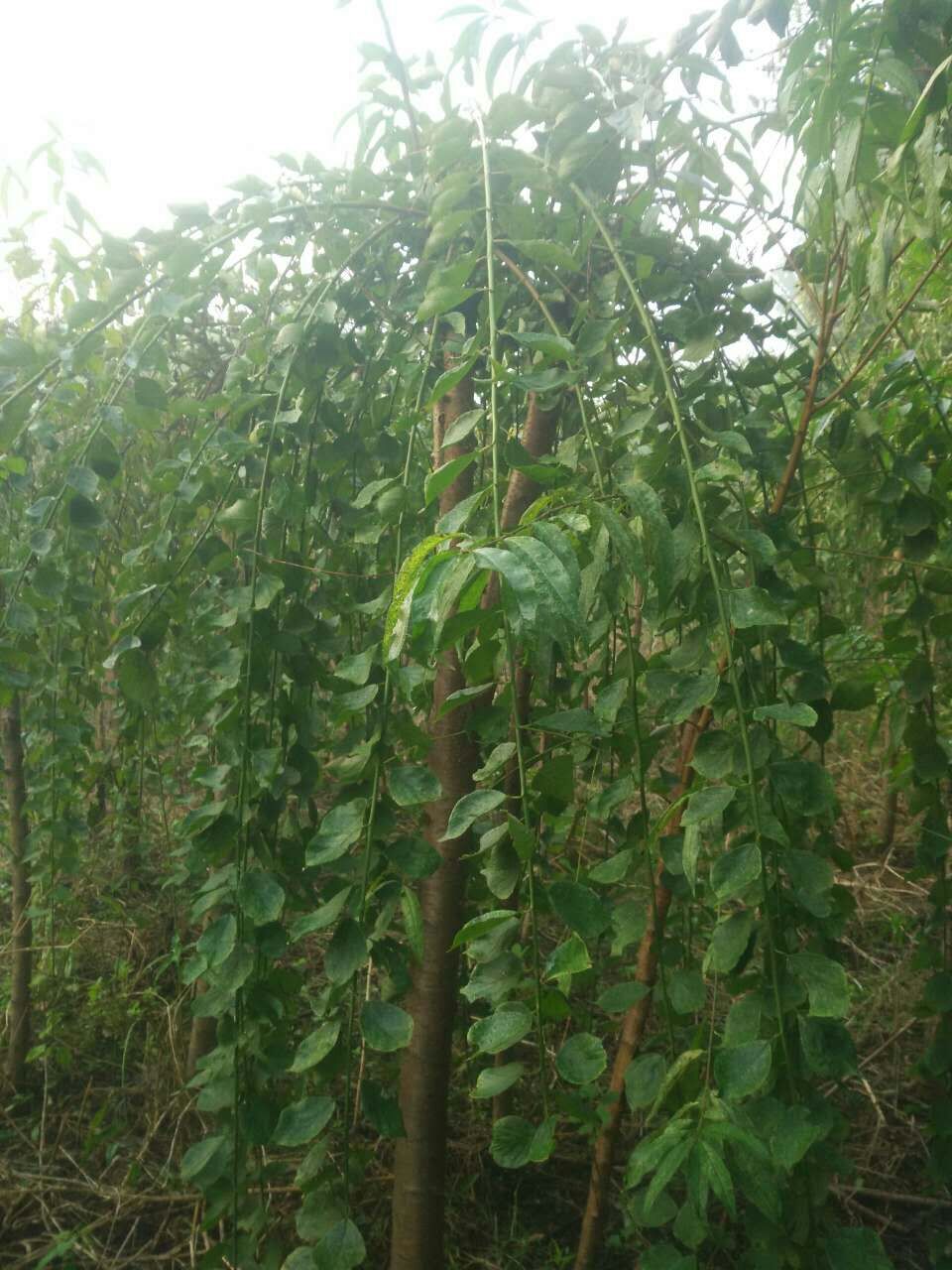 20177ִ÷r8ִ÷r÷DƬ÷Nֲ