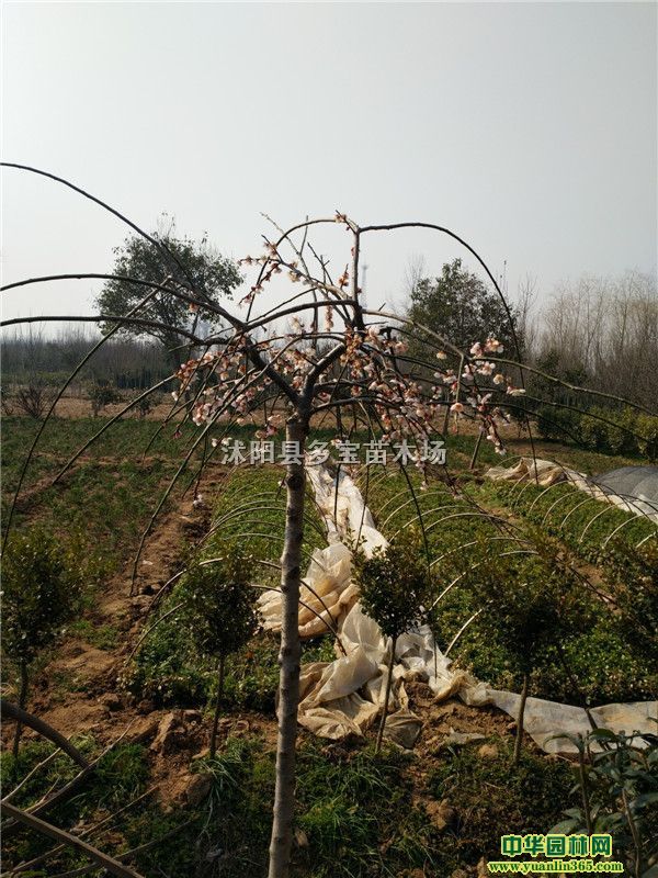 20176ִ÷r3ִ÷r÷DƬ÷Nֲ